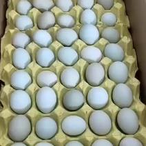绿壳土鸡蛋，绿壳土鸡蛋，绿壳土鸡蛋，绿壳土鸡蛋，绿壳