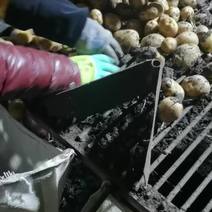 四川中薯五号土豆种