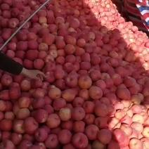 陕西洛川苹果批发，货在桂林