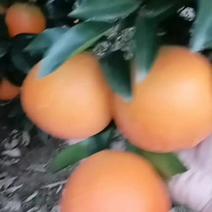 精品纽荷尔橙子