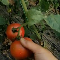 番小番水果番茄