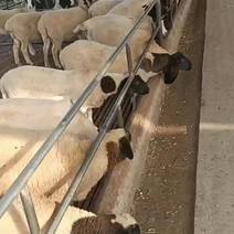 黑头杜泊羊价格杜泊羊养殖技术黑头杜泊羊多少钱一只羊苗价格