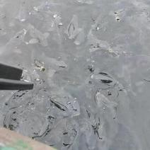 贵州平塘流动水养殖鲤鱼
