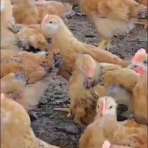 10000羽富凤土二阉童鸡，均重1.56斤，疫苗全，健康