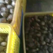 连州市高山红芽芋