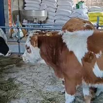 西门塔尔牛犊150~200kg