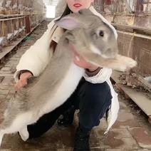 比利时肉兔大型肉兔养殖场出售新西兰伊拉肉兔公羊三十斤