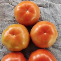 云南基地西红柿大量上市物美价廉欢迎有需要客户