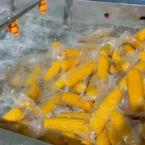 真空包装黄糯玉米，超市市场批发社区团购，一件代发