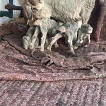 鲁西南青山羊，年产六到十只羔，饲养简单，抗病能力强，
