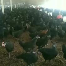 五黑鸡养殖户，品质发货到家,诚心做生意，欢迎订购