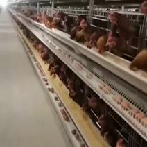 大型鸡场供应42——43红蛋日产500件
