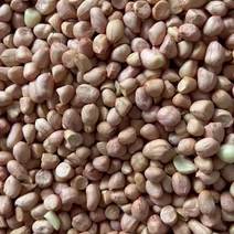 308东北一级花生米，颗粒大，饱满圆润，出油率高。