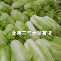 乐亭优质大白菜，单颗菜五六七斤，，菜叶绿，菜心足！