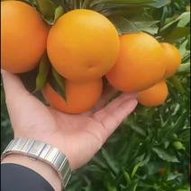 南充脐橙，大量上市，果园直售，还有六十万斤。
