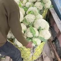 温州花菜全国价格质量有保证，量大