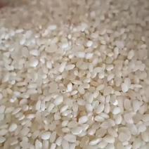 最新到货大米东北圆粒珍珠米酒米色选米便宜圆粒鸡米源厂批发