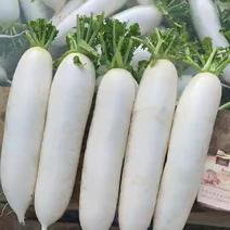 高山白萝卜，威宁县雪白萝卜，基地自种自销，长期供应。