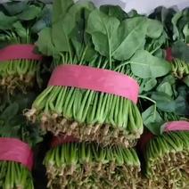 《推荐》大叶菠菜产地直发保质保量大量上市欢迎采购