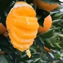 三峡红椪柑，纽荷尔橙子