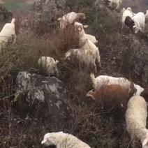 河南山羊，散养山羊肉，
