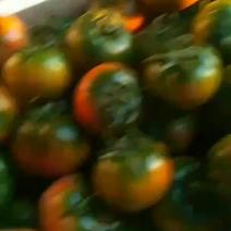 辽宁盘锦西红柿精品草莓西红柿大量上市量大从优产地直发