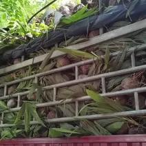 海南高种椰子苗和矮种多品种椰子苗出售