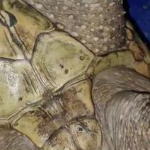 鳄鱼龟种龟防野肉质细腻弹牙