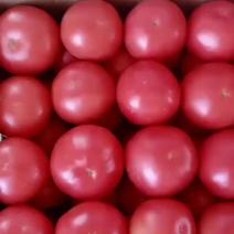 本地可西红柿大量上市，有需要的老板请我