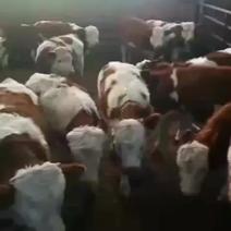 西门塔尔牛犊，西门塔尔种牛，大小肉牛
