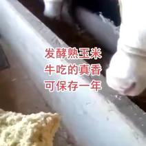 玉米发酵饲料适用于鸡鸭鹅猪牛羊养殖使用，也适用于水产养殖