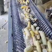 熟玉米发酵饲料适用于鸡鸭鹅猪牛羊养殖使用