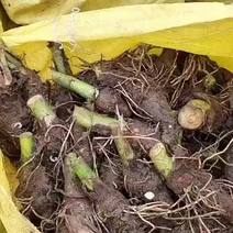槟榔芋芋种正宗的福建芋种：和韶关芋种