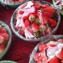陕西眉县奶油草莓，批发章姬奶油草莓