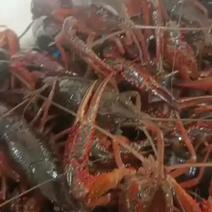 江苏盛源清水小龙虾养殖基地大量出售成品虾，虾苗量大从优