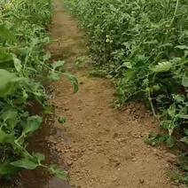 南阳西红柿方城县博望坡千亩西红柿基地。大量供应采购！
