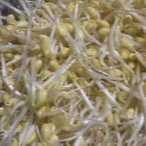 黄豆芽自有加工厂品质发全国市场超市欢迎来电咨询
