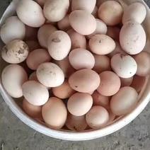 初生鸡蛋