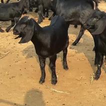努比亚黑山羊种羊纯种羊羔怀孕大母羊货到付款10只送1只羊