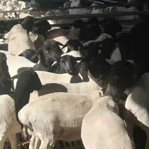 怀孕纯种黑头杜泊羊羊羔种公羊价格大量出售