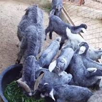青山羊又名小狗羊年产两胎6-10只羔羊，全国货到付款