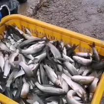 草鱼成鱼大量出售………………………………