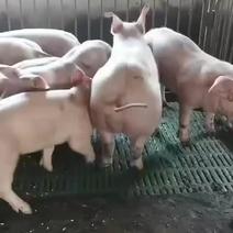 山东临沂仔猪产区直销质量有保证全国发货质量有保证送猪到家
