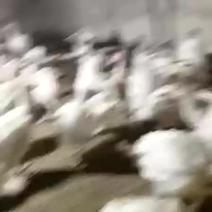 火鸡养殖场700系尼古拉火鸡价格供应脱温火鸡苗
