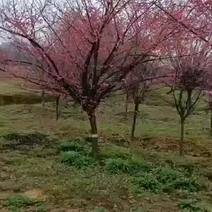 红梅基地供应红梅2-15公分红梅树形优美现挖现卖