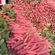 红皮罗卜，产地大量供应，叶子货，罗卜头，可水洗质量保证