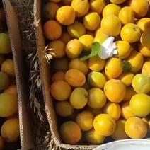 山西省运城市暖棚金太阳杏，口感酸甜，可批发零售