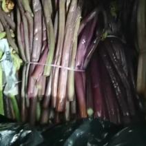 贵州本地盐泽保鲜紫蕨菜蕨苔产地低价批发