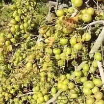 油柑果，特产绿色健康农产品