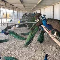五年蓝孔雀🦚尾羽在1、5米左右，成年蓝孔雀